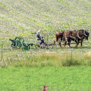 Amish Horse & Plow Photo