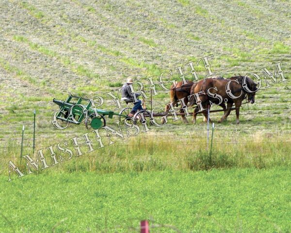 Amish Horse & Plow Photo