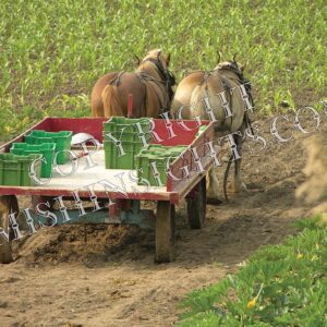 Horse Pulling Amish Wagon Print