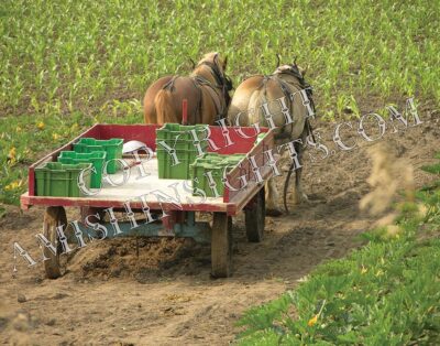 Horse Pulling Amish Wagon Print